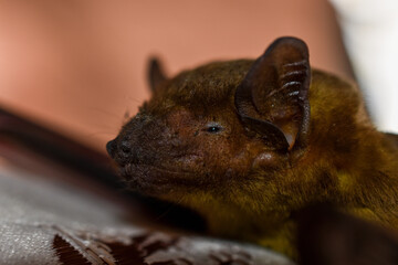 brown bat close-up blur background