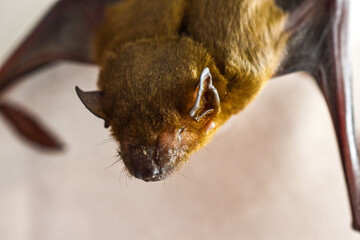 Brown bat sleeping upside down close-up