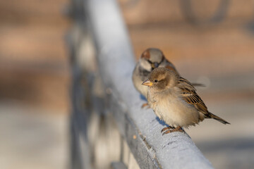 Sparrows (Passer domesticus ) in the city park. Place for text