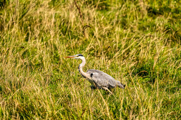A detailed gray heron walks in the green grass. Animal themes, background, copy-space