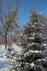 snow covered trees