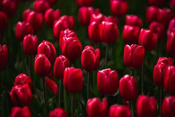 Obraz premium Red Tulips in Season