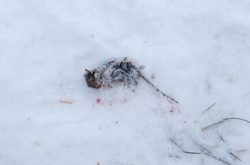 A dead vole mouse caught by a predator lies in the snow, the place of the fight, hunting instinct