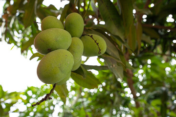 A bunch of young mango fruits hanging from the tree. Selective focus points. Blurred background