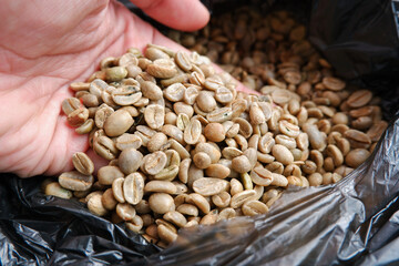 Robusta raw coffee beans. Temanggung robusta green coffee, Indonesia which has not been sorted yet