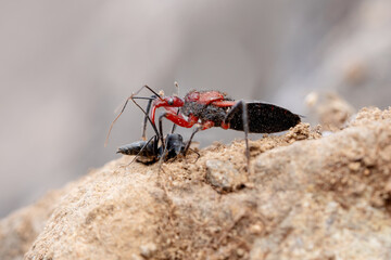 Lateral Assasin bug hunting and feeding, Rhynocoris marginatus, Reduviidae, Satara, Maharashtra, India
