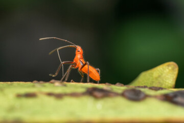 Lateral of Milkweed bug nymph, Spilostethus pandurus, Satara, Maharashtra, India