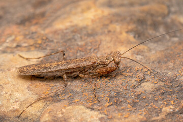 Lateral of Indian Bark Mantis,, Humbertila similis, Satara, Maharashtra, India
