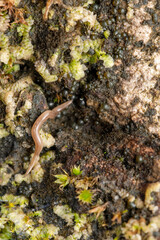 Land planerian, Bipalium pennsylvanicum, Bhimashankar, Maharashtra, India