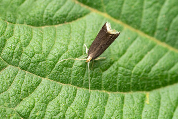 Long horned moth, Crocanthes glycina, Satara, Maharastra, India
