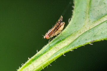 Lateral of Fruit fly, Drosophilidae, Pune, Maharashtra, India