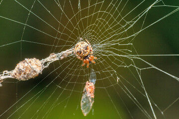 Orb weaver spider, Cyclosa confraga, Pune, Maharashtra, India