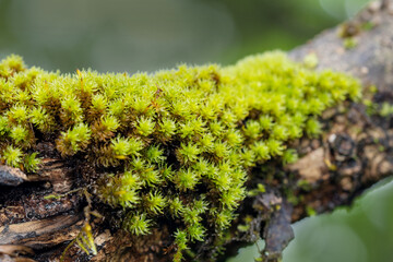 Peat moss on branch, Sphagnum, Satara, Maharashtra, India