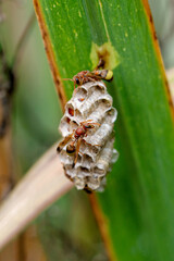 Nest and Red Paper Wasp, Ropalidia marginata  Satara, Maharashtra, India