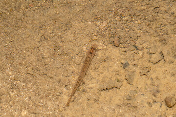 Loach fish, Lephidocephalichthys thermalis, Satara, Maharashtra, India