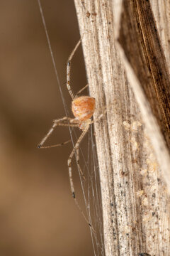 Lateral of Comb footed spider, Meotipa spiniventris guarding its babies, Satara, Maharashtra, India