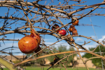 A dried pomegranate branch with pomegranate fruits