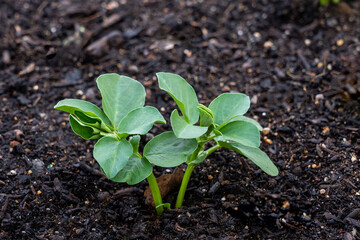 Healthy looking broad bean plants are growing in a fertile soil