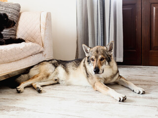 Male Czech wolf dog lying on the floor in the living room. Sleepy face