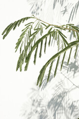 Tree foliage shadow in the sun with shadows