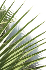 Tranquil minimalistic background of palm leaves on the light of the sun. Light & Airy