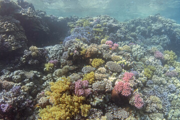 Naklejka na ściany i meble Colorful coral reef, bottom view. Underwater landscape.