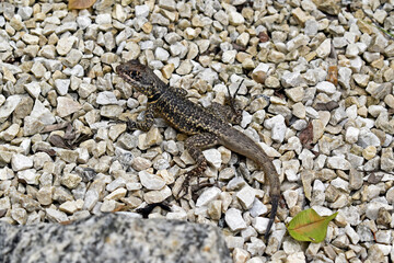 Amazon lava lizard (Tropidurus torquatus), on soil