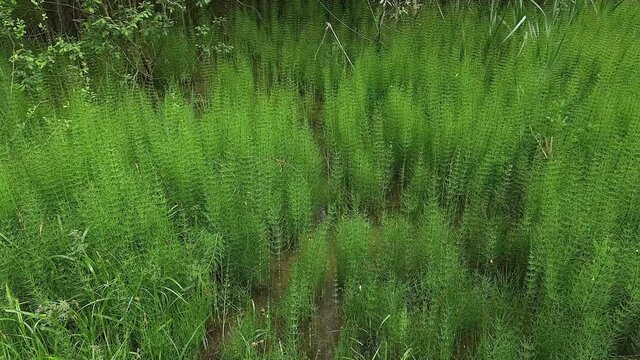 Thickets of horsetail growing on the swamp in summer