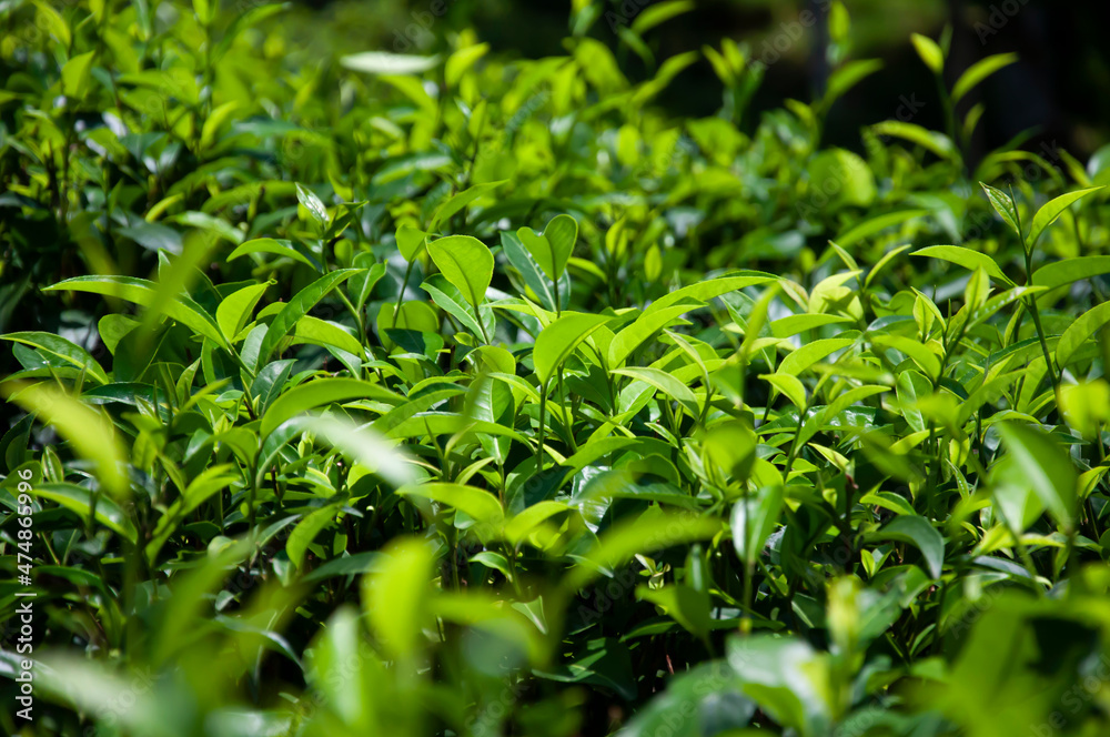 Wall mural green fresh tea plant leaves