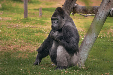 Full body portrait of gorilla in a wildlife, silverback gorilla sitting on the grass leaning on a tree © ANTON