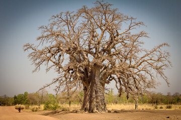 Baobab au Burkina Faso - obrazy, fototapety, plakaty