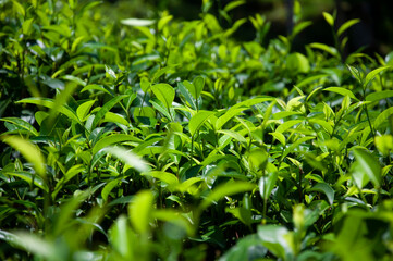 Green fresh tea plant leaves