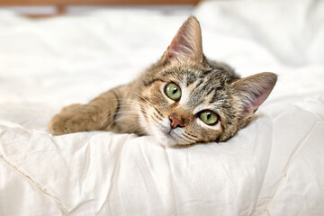 Cute tabby cat lying down on white blanket on the bed. Funny home pet. Concept of relaxing and cozy...