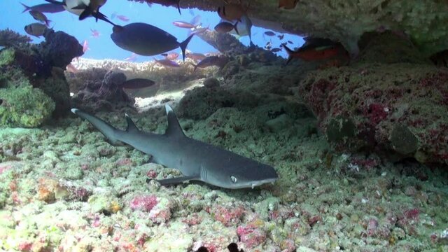 Tawny nurse shark Nebrius ferrugineus sleeping under the coral inside a small cave on the reef underwater in Maldives. Wonders of the underwater world in the ocean abyss.
