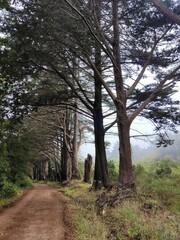 Camino junto a árboles