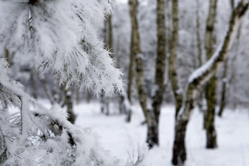 Winter tree. Snow covered pine branches. White blurry background. Frozen pine branches on winter frosty day. Christmas background.