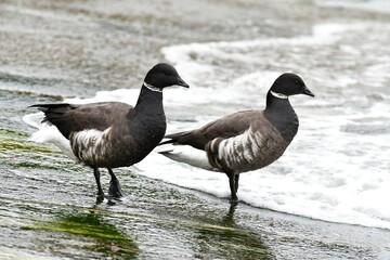 三陸海岸で冬に見られる渡り鳥コクガン