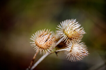 Thistle flower dried up in winter. Alsace France. The flower is gone and the corolla forms a graphic pattern above the top of the stem.