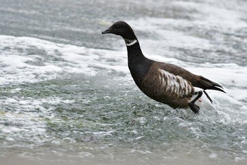 三陸海岸で冬に見られる渡り鳥コクガン