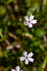 Heliosperma pusillum flower in meadow