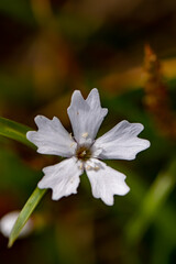Heliosperma pusillum flower growing in meadow