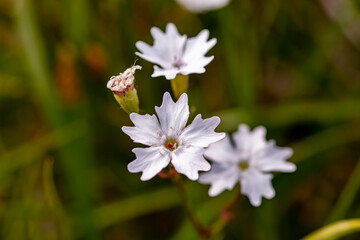 Heliosperma pusillum flower in meadow, close up