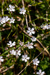 Heliosperma pusillum flower growing in meadow, close up