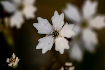 Heliosperma pusillum flower growing in meadow, close up shoot	