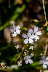 Heliosperma pusillum flower in meadow, close up shoot	