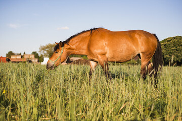 Pferd auf der Weide