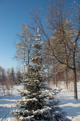 winter forest in the winter