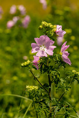Malva moschata flower growing in meadow, macro	
