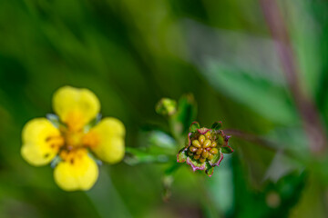 Potentilla erecta flower in meadow, close up shoot	