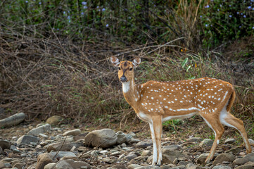 Naklejka na ściany i meble Spotted deer or Chital or axis axis side profile with eye contact at dhikala zone of jim corbett national park reserve uttarakhand India